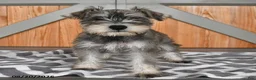 Miniature Schnauzer dogs for sale: Martha - Ad 5