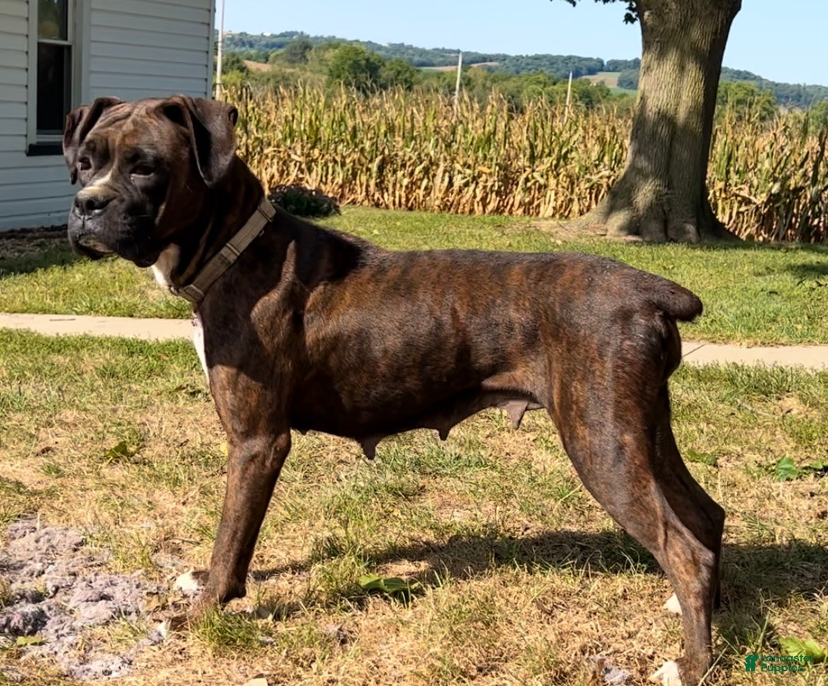 Sealed Reverse Brindle Boxer Black Reverse Brindle Boxer Puppies