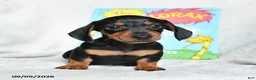 Miniature Dachshund dogs for sale: Truffuola - Ad 3