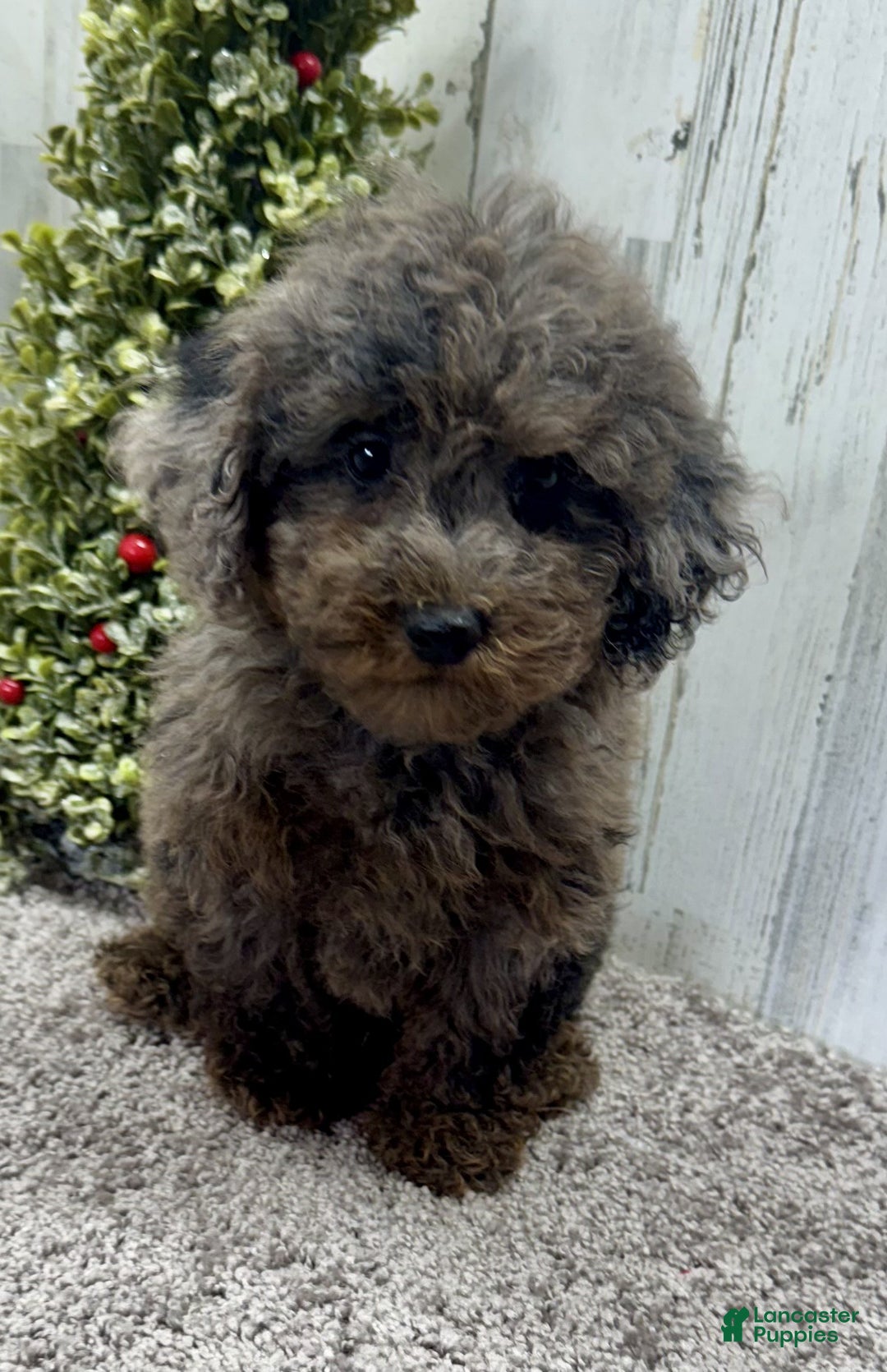Miniature Poodle dogs for sale: Comet - Ad 2
