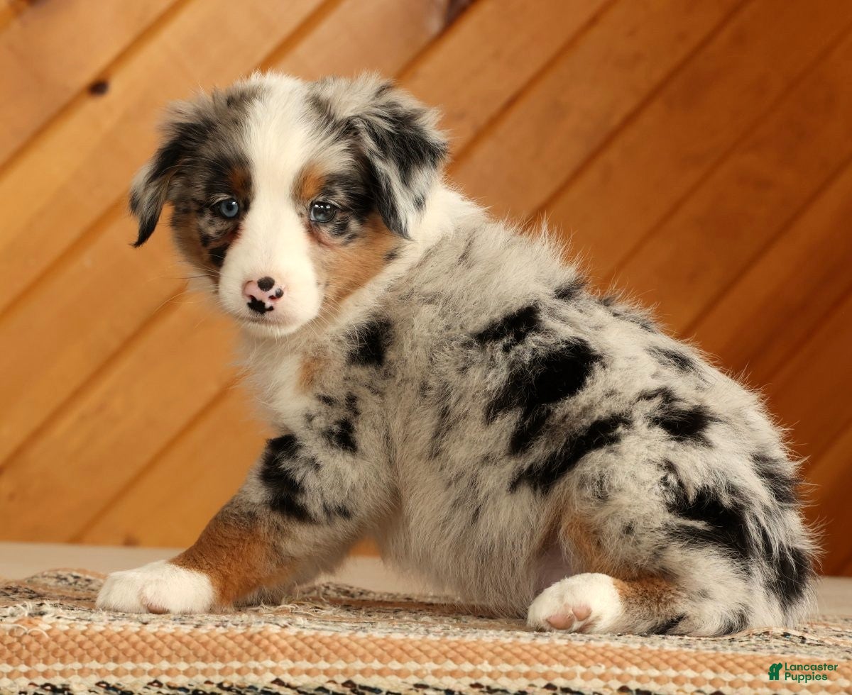 Australian Shepherd dogs Ted - Ad 1