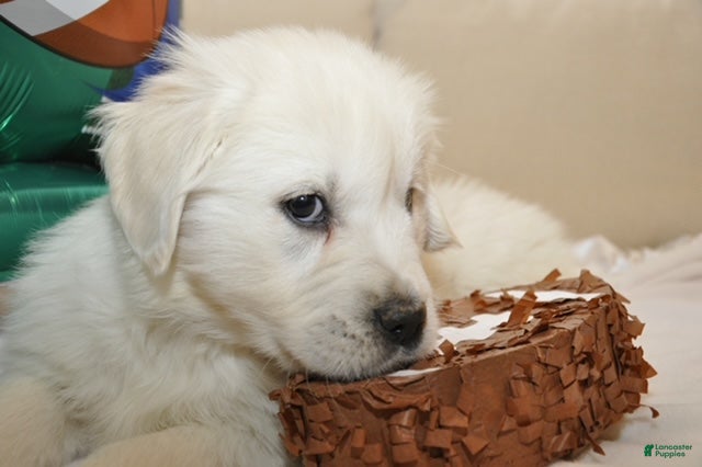 Golden Retriever dogs Mr. Love me Forever - Ad 2