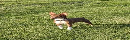 Rat Terrier dogs for sale: Jason - Mini Rat  - Ad 7