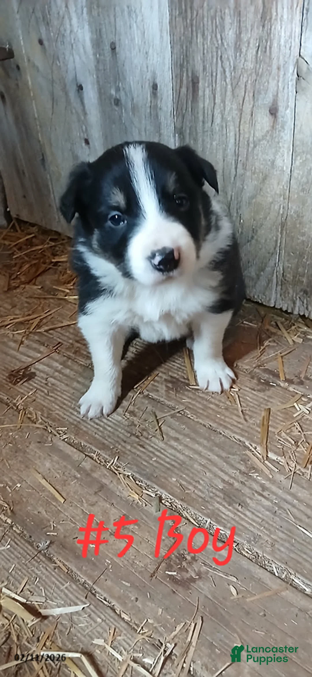 Border Collie dogs for sale: Squirt - Ad 1