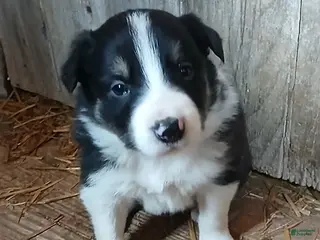 Border Collie dogs Squirt - Ad 14