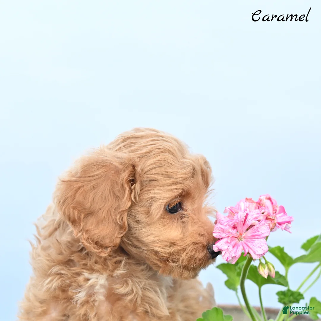 Cockapoo dogs for sale: Caramel  - Ad 2