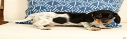 Miniature Dachshund dogs for sale: Clem - Ad 8