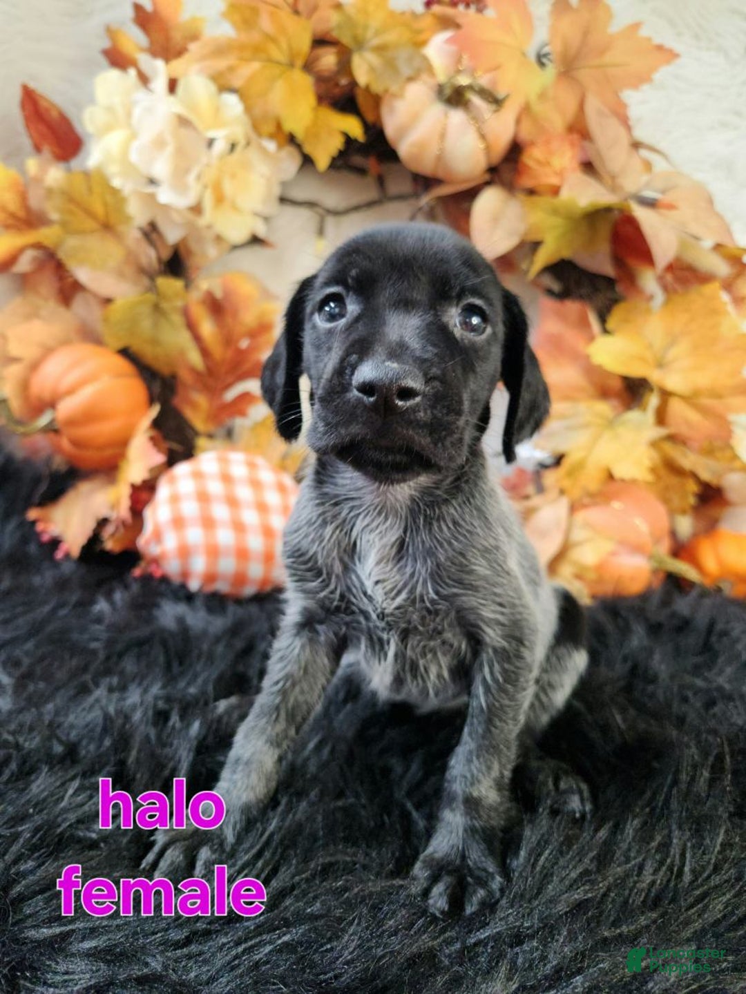 German Shorthaired Pointer dogs for sale: German Shorthaired Pointer litter of 3 puppies - Ad 1