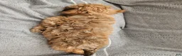 Havapoo dogs for sale: Jordie - Ad 4