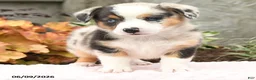 Mixed Breed dogs for sale: Nadia - Ad 3