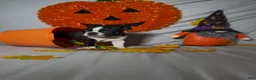 Boston Terrier dogs for sale: Lando - Ad 2