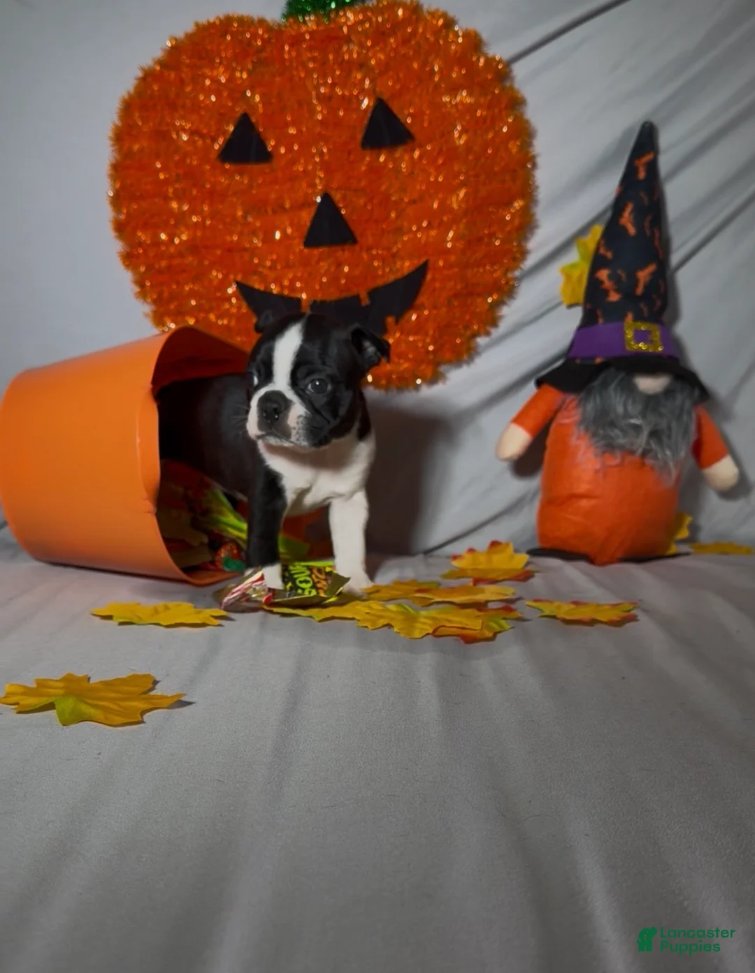 Boston Terrier dogs for sale: Lando - Ad 2