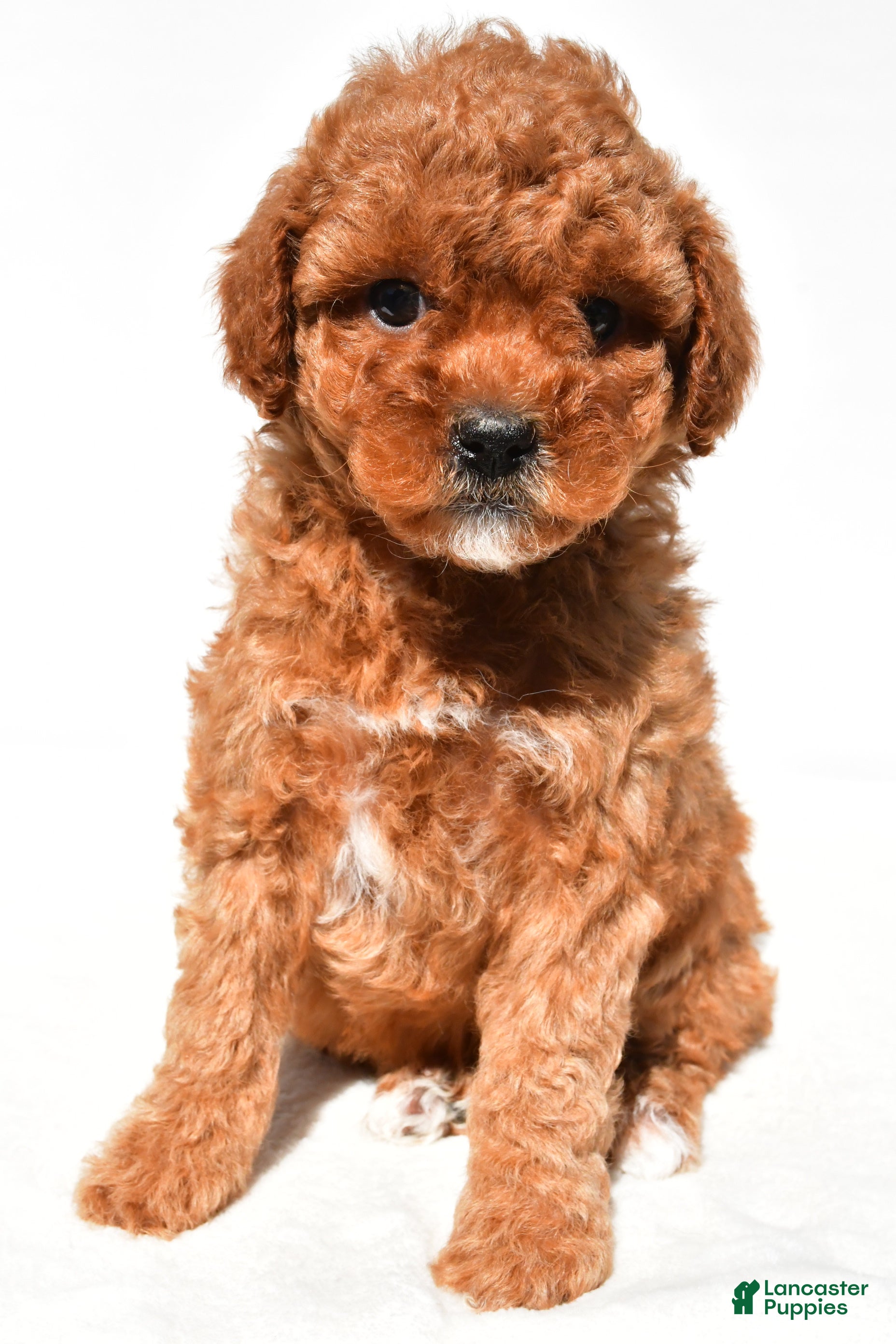 Miniature Poodle dogs Bella - Ad 1