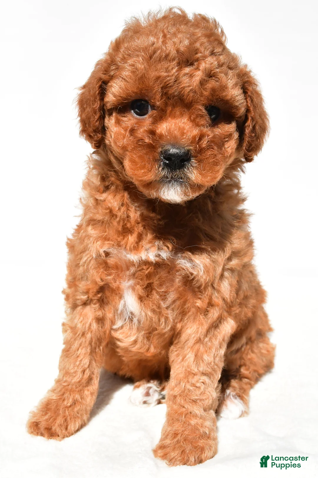 Miniature Poodle dogs for sale: Bella - Ad 1