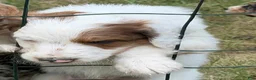 Aussiedoodle dogs for sale:  Bullseye - Ad 2