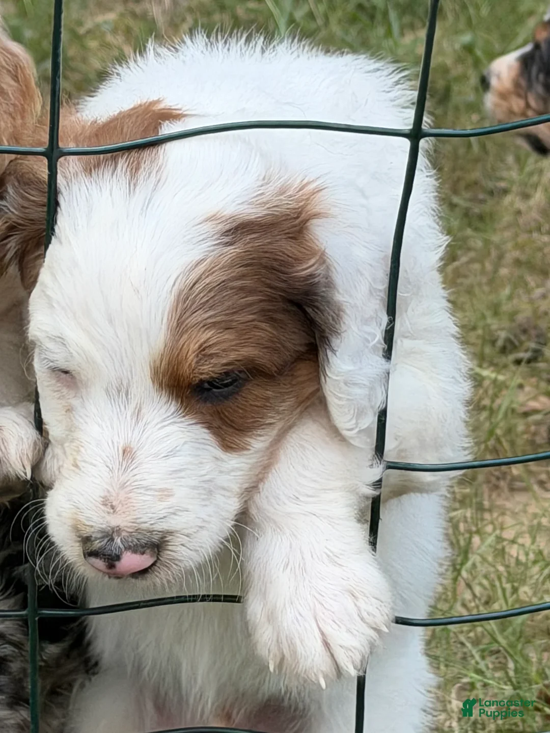 Aussiedoodle dogs for sale:  Bullseye - Ad 2