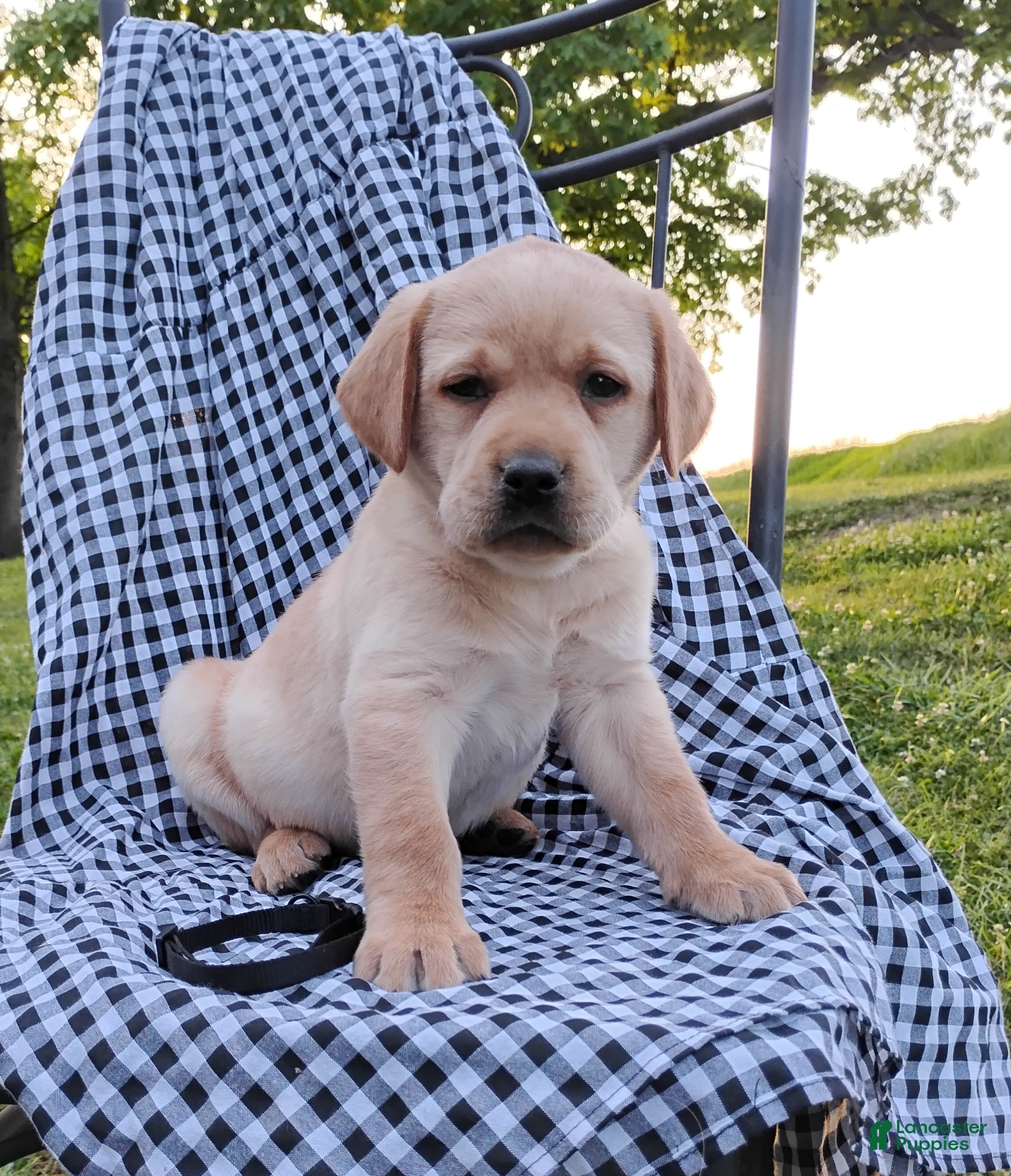 Labrador Retriever dogs for sale: Cole - Ad 1