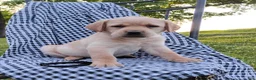 Labrador Retriever dogs for sale: Cole - Ad 1