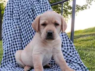 Labrador Retriever dogs for sale: Cole - Ad 1