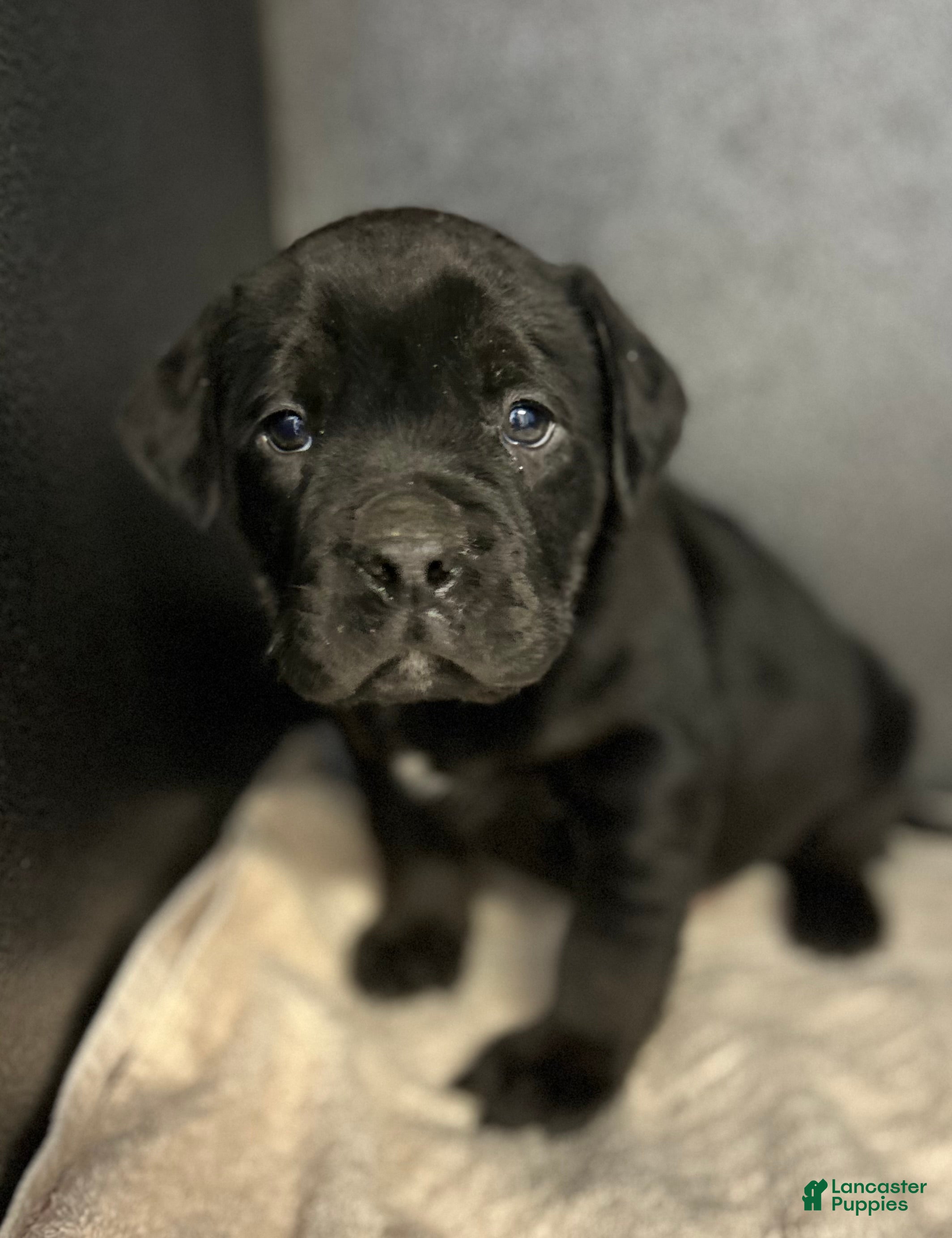 Mixed Breed dogs Squishy - Ad 2