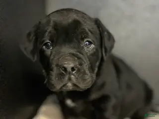 Mixed Breed dogs Squishy - Ad 2