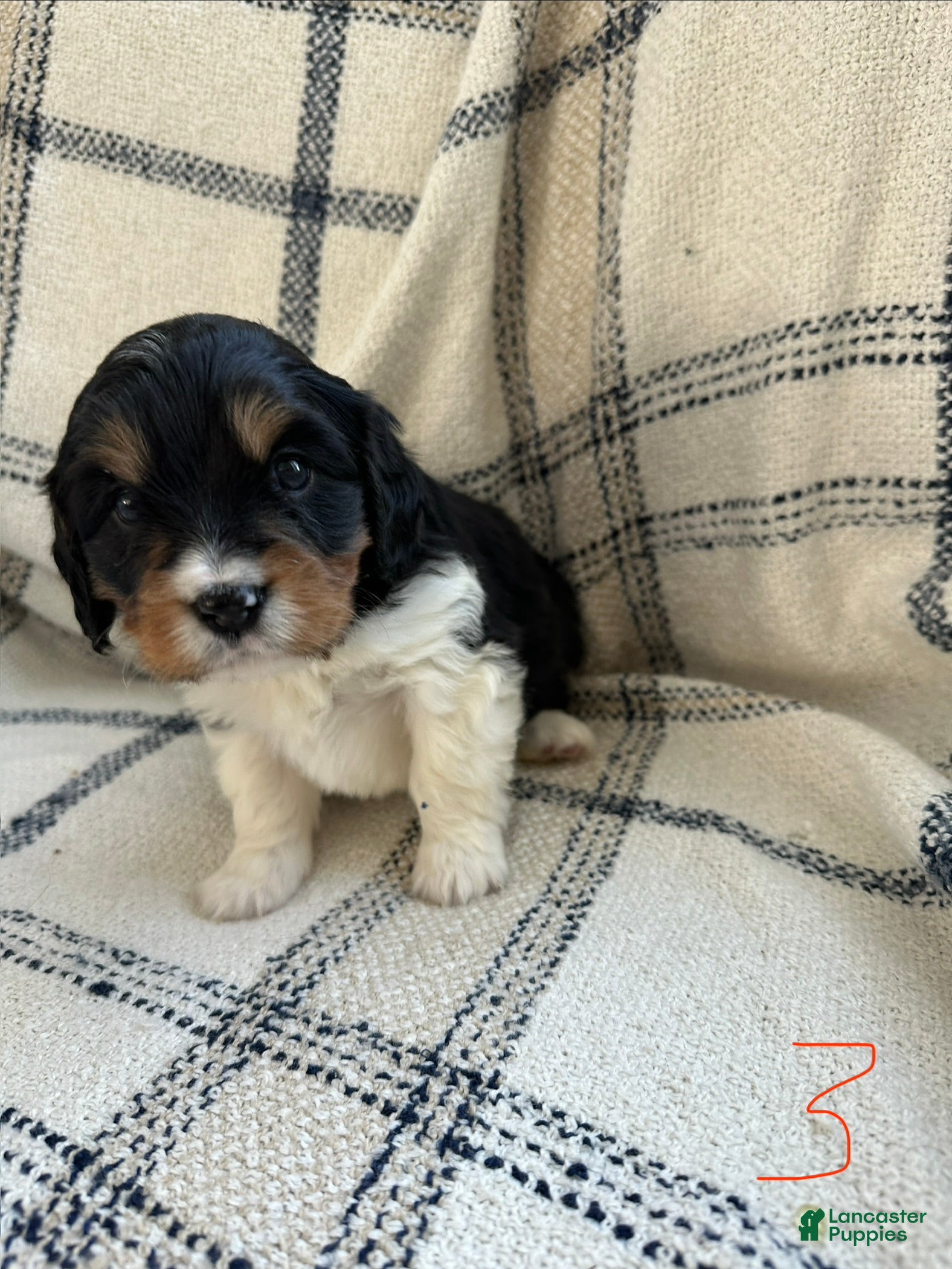 Miniature Bernese Mountain Dog dogs Miniature Bernese Mountain Dog Puppy 3 - Ad 2