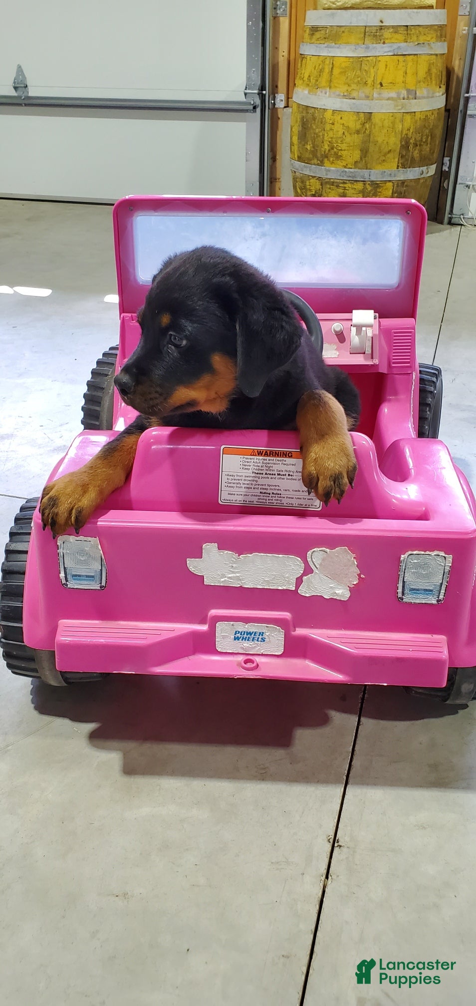 Rottweiler dogs Molly - Ad 1