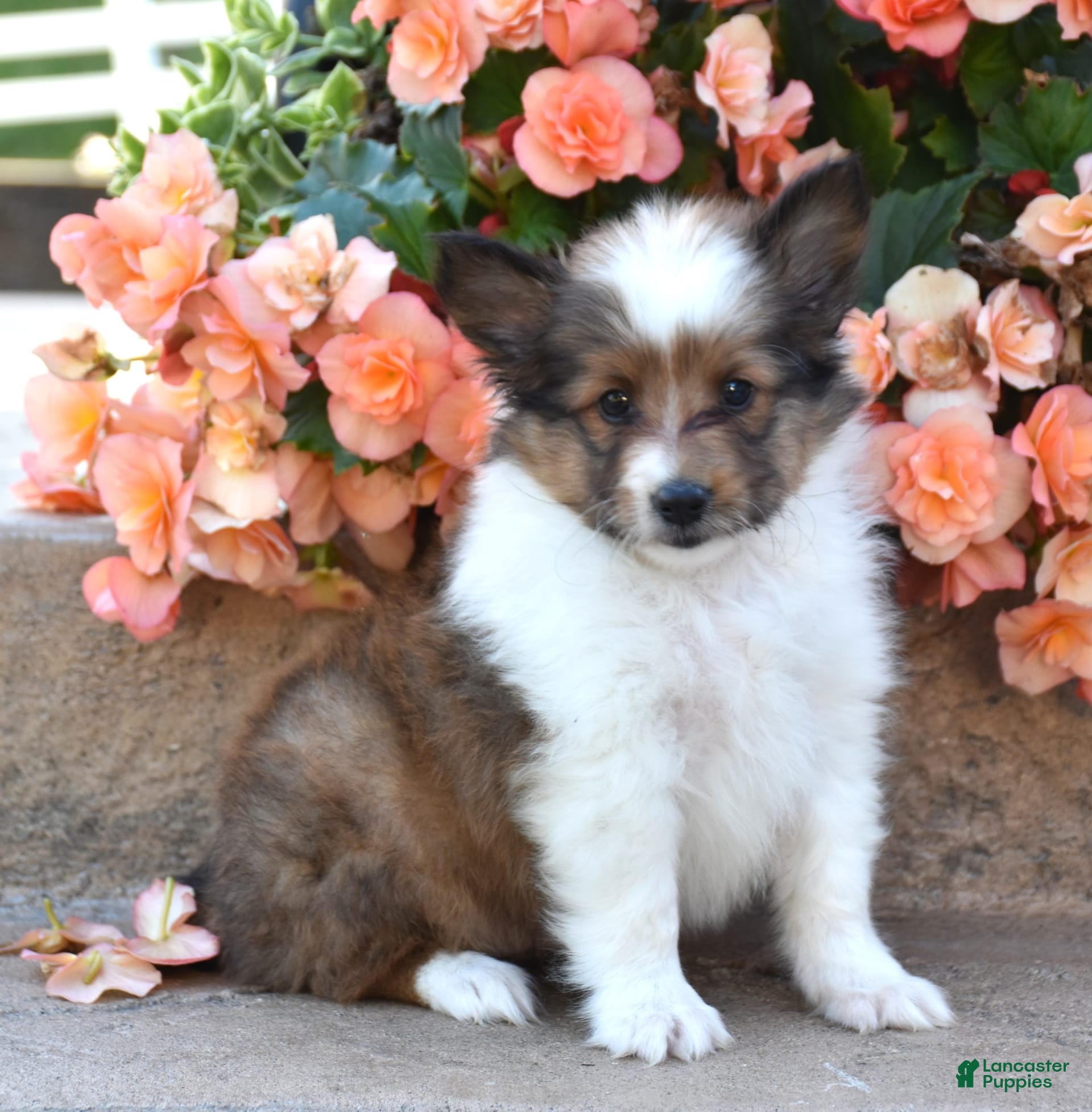 Shetland Sheepdog Puppies for sale in Ohio Lancaster Puppies