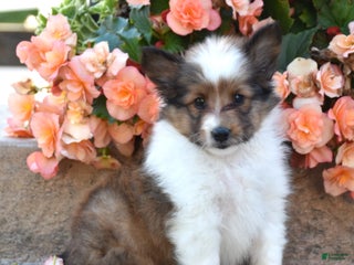Shetland Sheepdog dogs - Ad 2