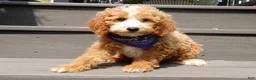 Mini Goldendoodle dogs for sale: Brody - Ad 7