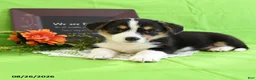 Welsh Corgi Pembroke dogs for sale: Christina - Ad 3