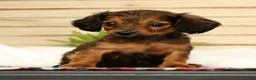 Miniature Dachshund dogs for sale: Teddy - Ad 9