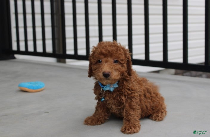 Bichpoo dogs Felix  - Ad 1