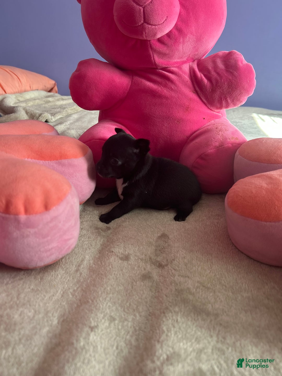 Chihuahua dogs for sale: Gordo - Ad 11