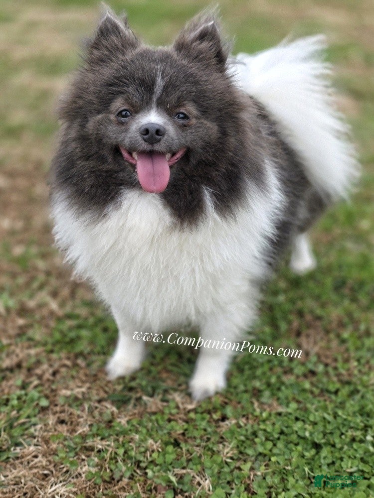 Pomeranian dogs Paris - Blue and White (parti) -Young Adult AKC full no reg option - Ad 8