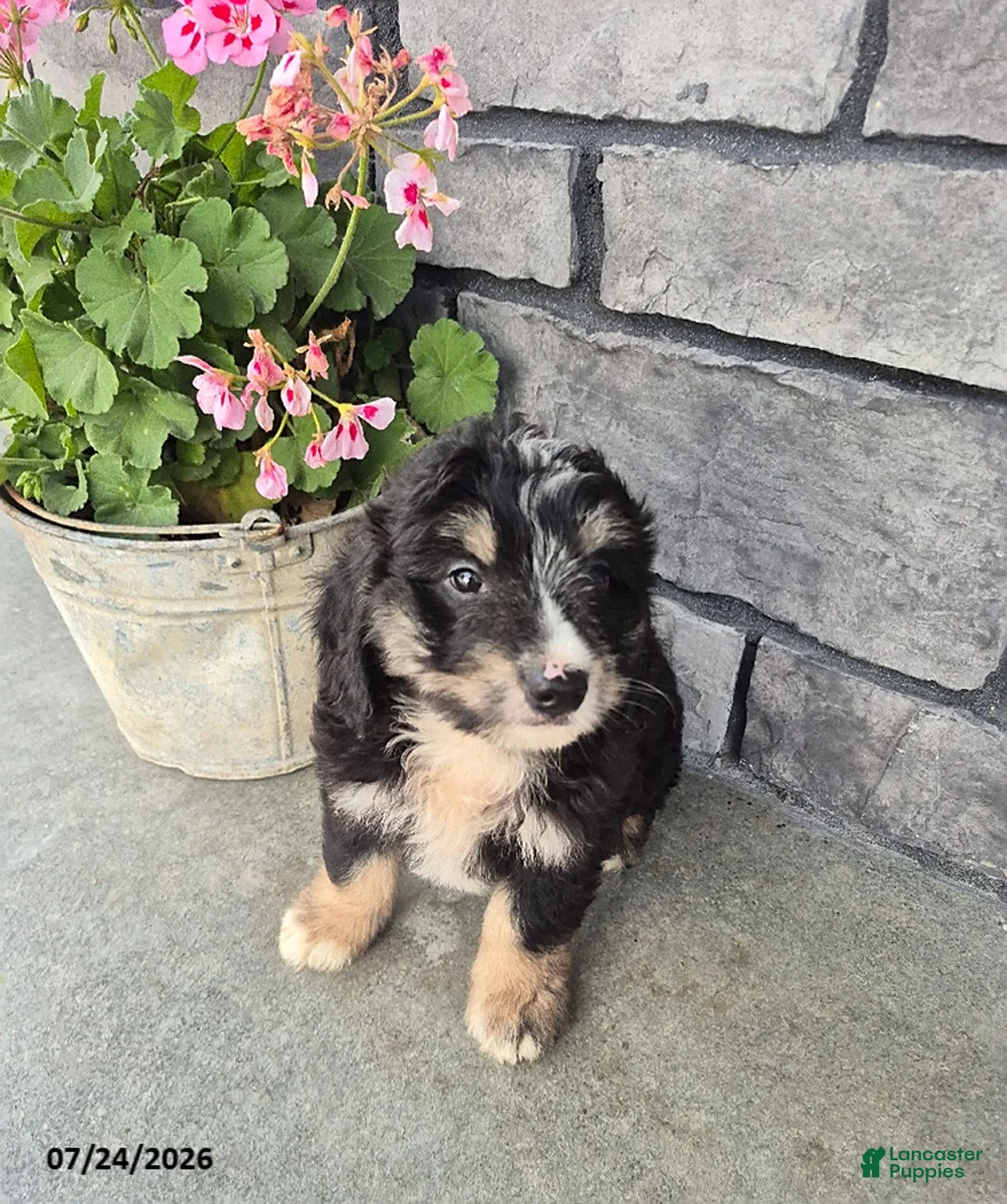 Mini Bernedoodle dogs for sale: Eddie - Ad 2