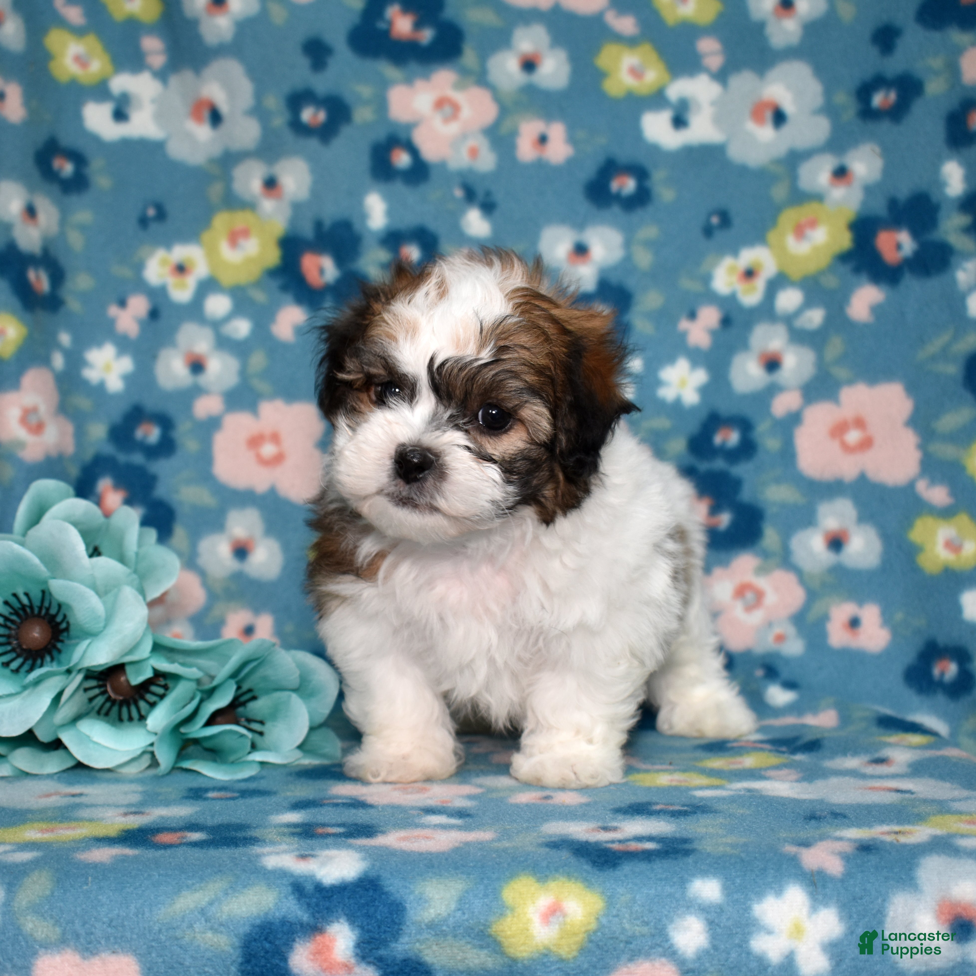 Teddy Bear dogs Pepsi - Ad 2