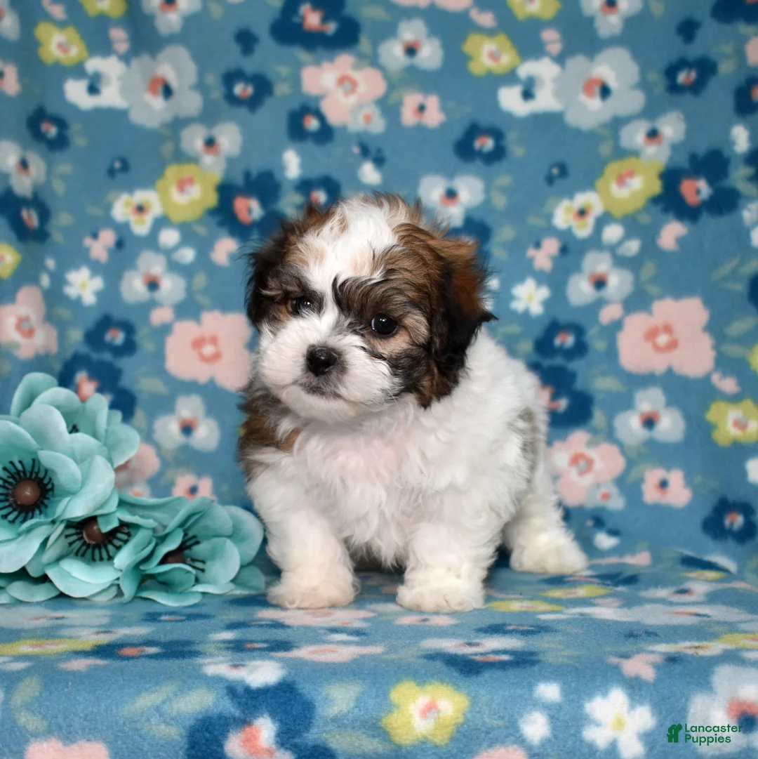 Teddy Bear dogs for sale: Pepsi - Ad 2