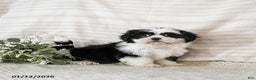 Shih Tzu dogs for sale: Blossom - Ad 2