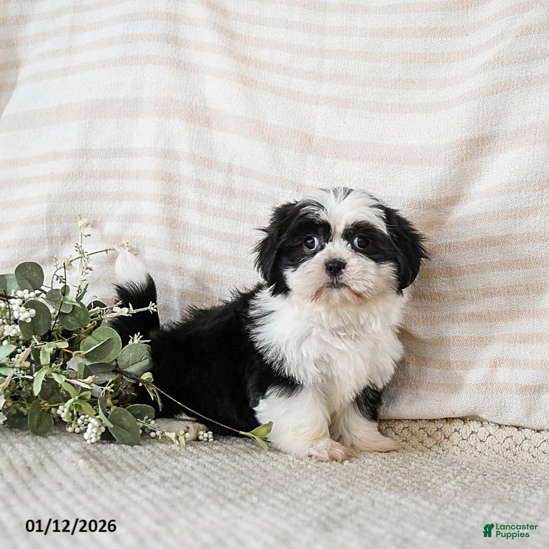 Shih Tzu dogs for sale: Blossom - Ad 2