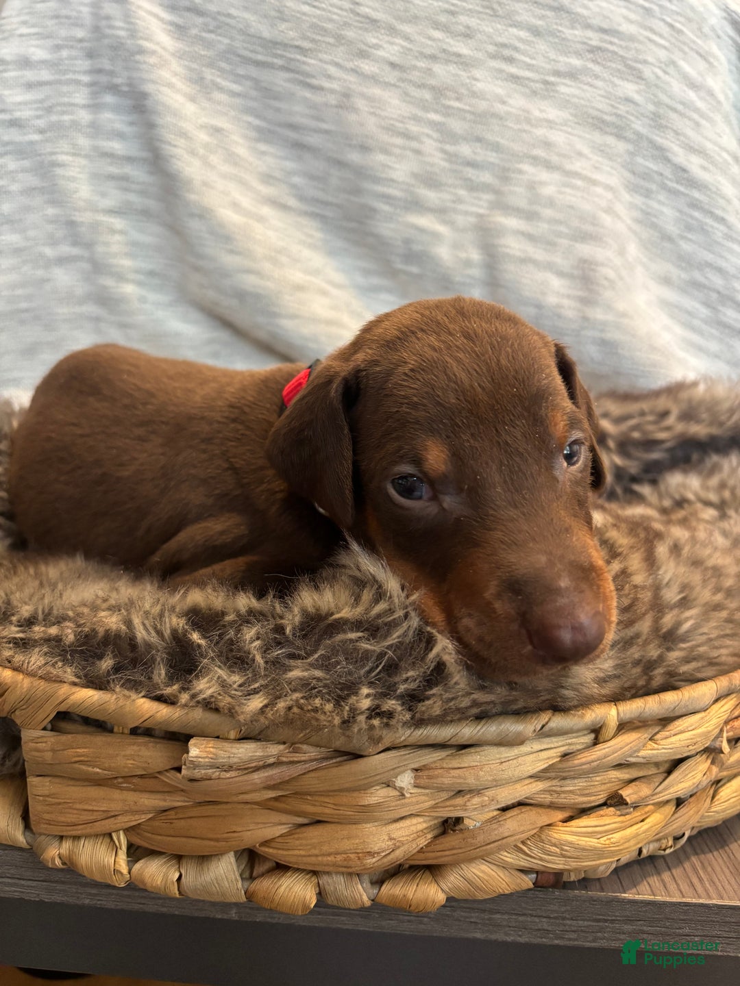Doberman Pinscher dogs for sale: Cairo - Ad 2
