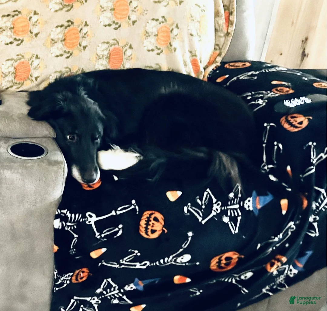 Mixed Breed dogs for sale: Mixed Breed 1 - Ad 2