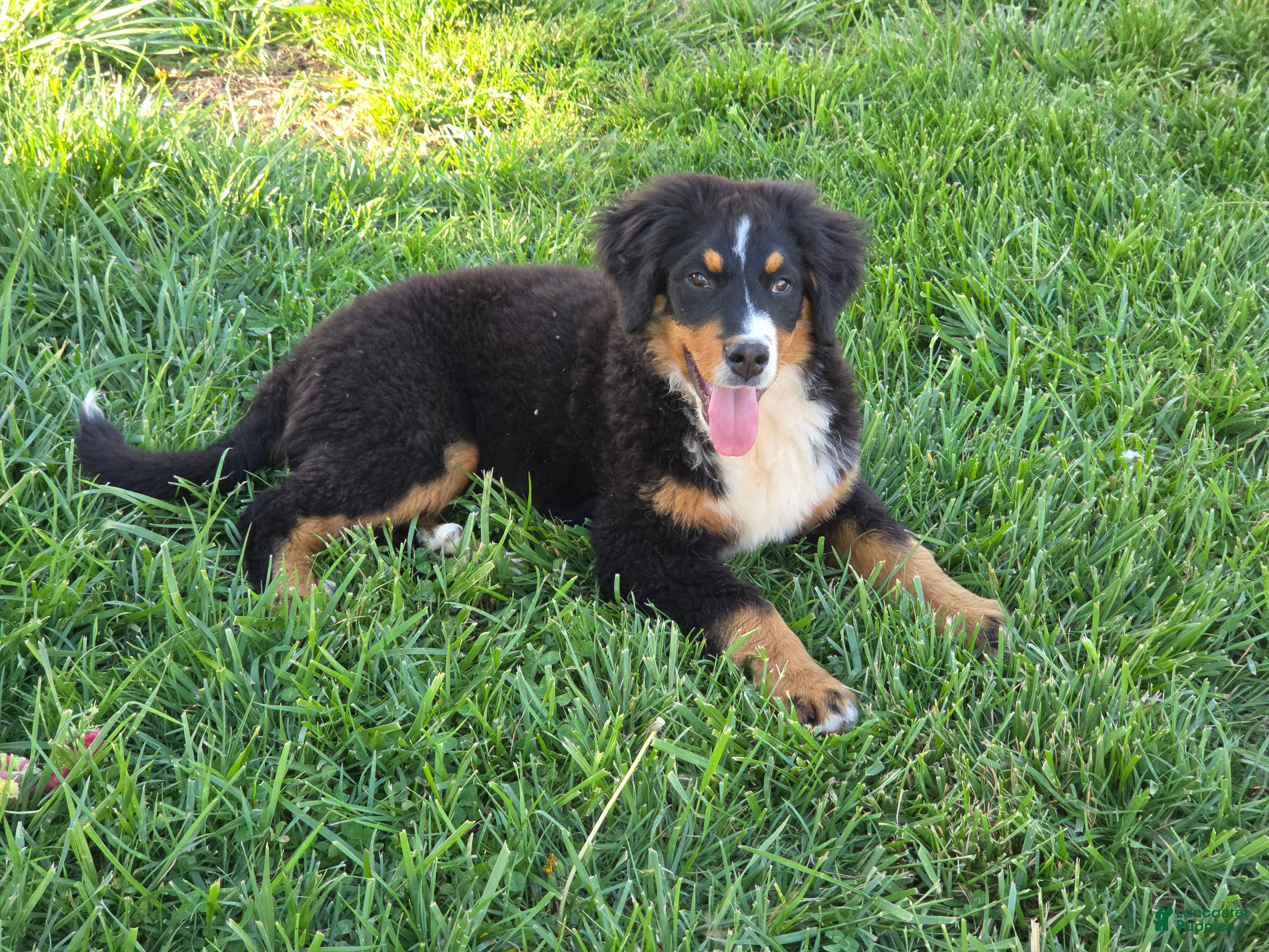Bernese Mountain Dog dogs Bernese Mountain Dog Puppy 3 - Ad 1