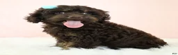 Cockapoo dogs for sale: Selah 🌺 - Ad 6