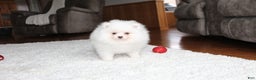 Pomeranian dogs for sale: Emerson - Ad 1
