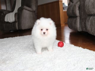 Pomeranian dogs Emerson - Ad 7