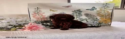 Miniature Poodle dogs for sale: Daisy - Ad 2