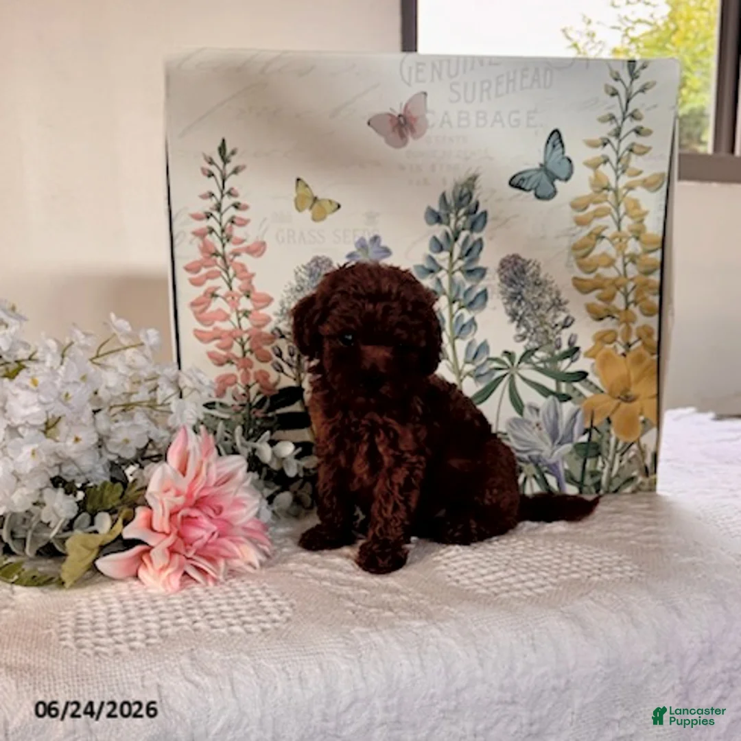 Miniature Poodle dogs for sale: Daisy - Ad 2