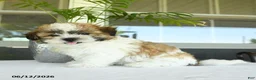 Teddy Bear dogs for sale: Kyle - Ad 3