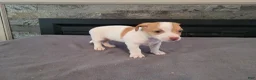 Jack Russell Terrier dogs for sale: John - Ad 3